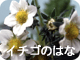 イチゴのはな