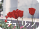 チューリップ