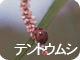 テントウムシ