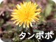 タンポポ