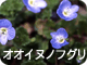 オオイヌノフグリ