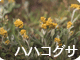 ハハコグサ