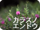 カラスノエンドウ