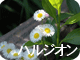 ハルジオン