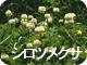 シロツメクサ