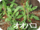 オオバコ