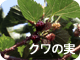 クワの実