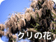 クリの花