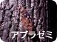 アブラゼミ