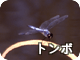 トンボ