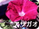 アサガオ