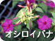 オシロイバナ