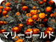 マリーゴールド