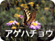 アゲハチョウ