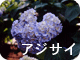 アジサイ