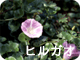 ヒルガオ
