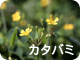 カタバミ