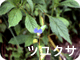 ツユクサ