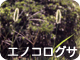 エノコログサ