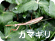 カマキリ