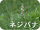 ネジバナ