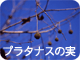 プラタナスの実