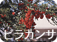 ピラカンサ