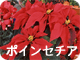 ポインセチア