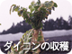 ダイコンの収穫