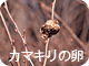 カマキリの卵
