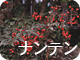 ナンテン