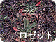 ロゼット