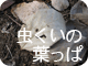 虫くいの葉っぱ