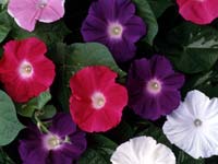 アサガオの花