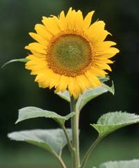 ヒマワリの花