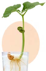 植物ごよみ インゲンマメ