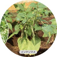 �C���Q���}���̉�