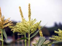 トウモロコシの花