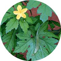 ツルレイシの花