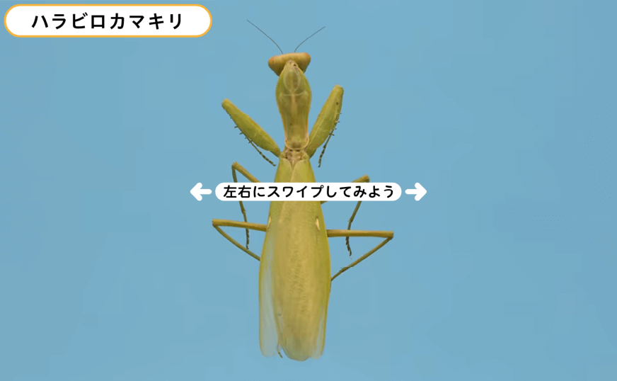 シミュレーション｜ハラビロカマキリぐるぐる