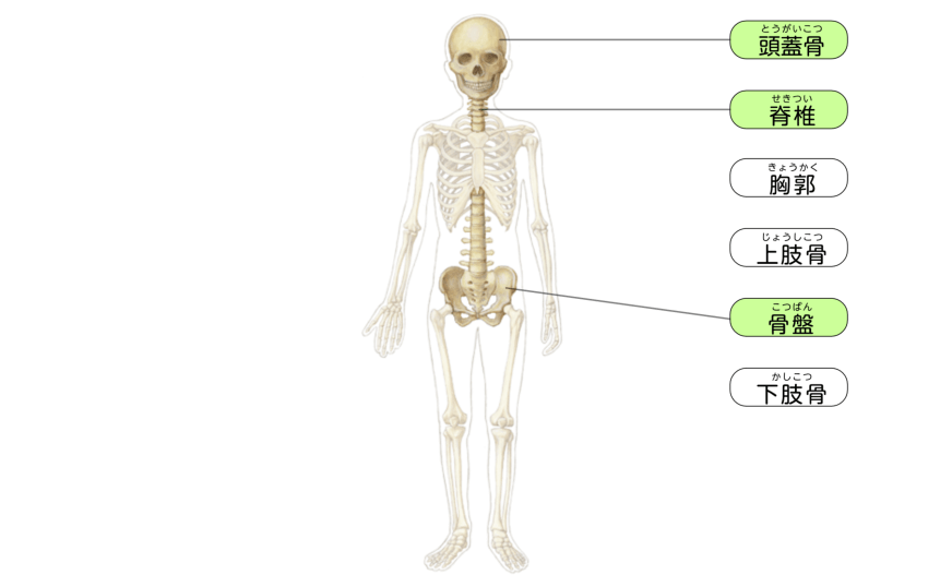 シミュレーション｜いろいろな骨