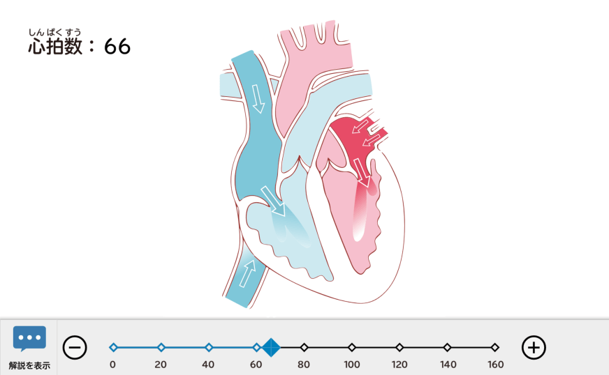 シミュレーション｜心臓の役割