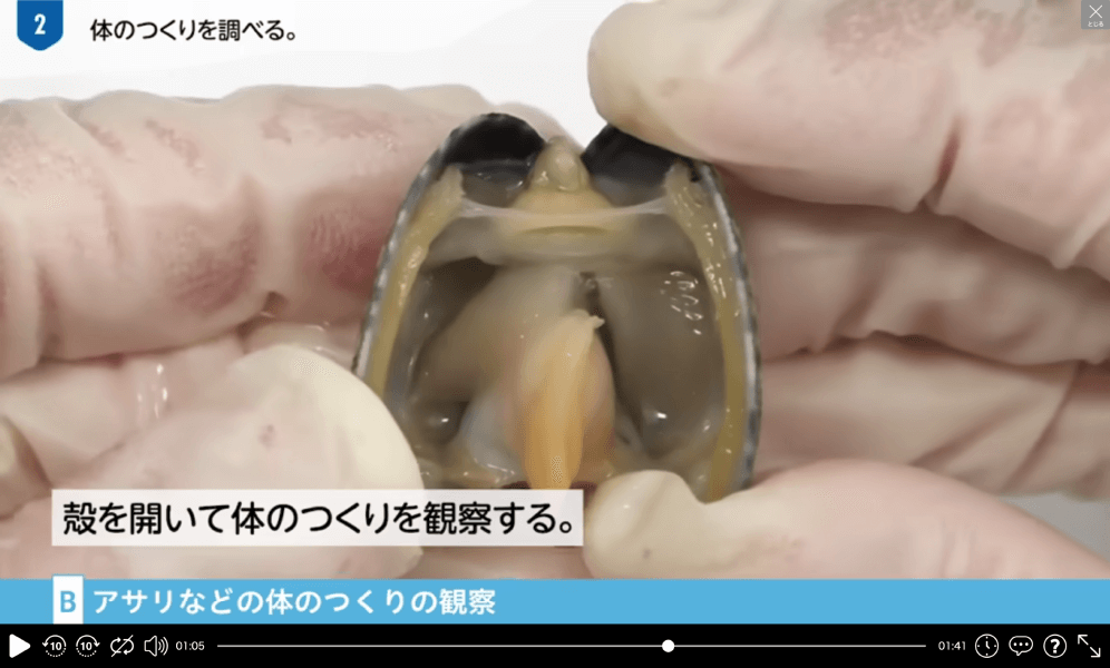観察・実験映像｜無脊椎動物の観察