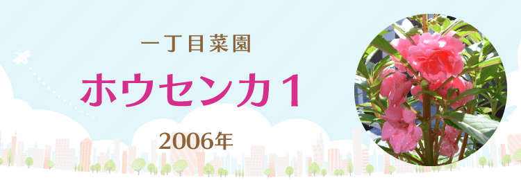 ホウセンカ１ 大日本図書