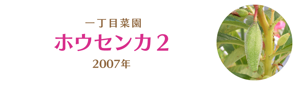 ホウセンカ２｜一丁目菜園