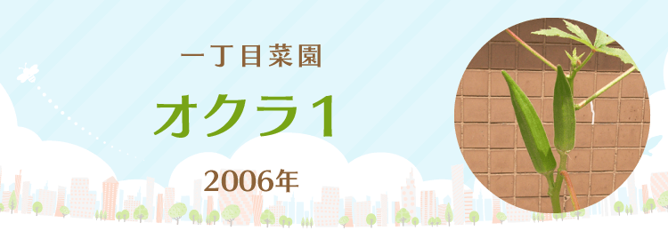 オクラ１｜一丁目菜園