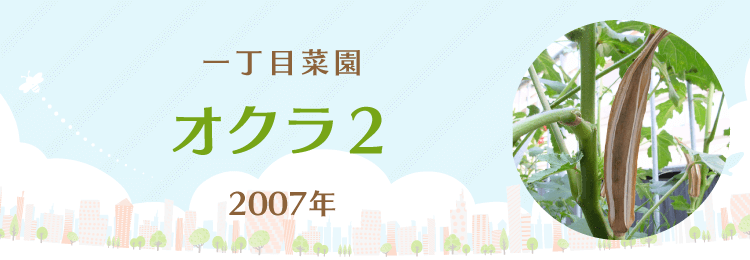 オクラ２｜一丁目菜園