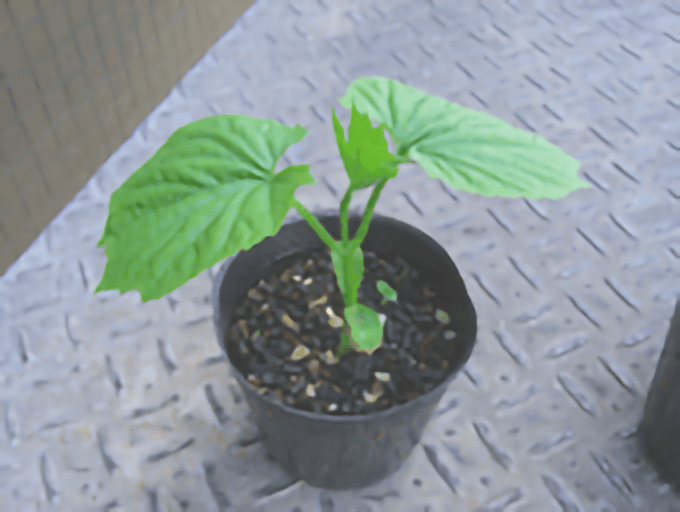 葉（本葉）がでました