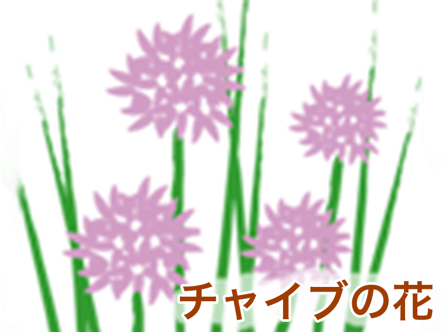 チャイブの花