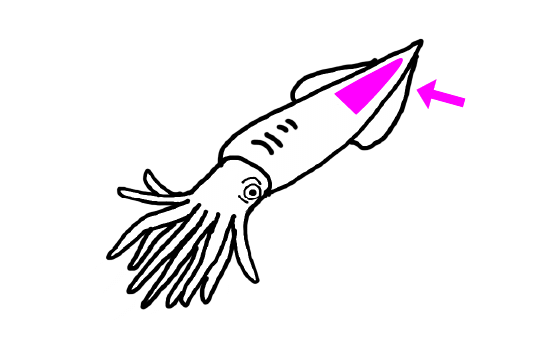 べレムナイトの先